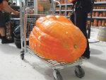 pumpkin(copy)